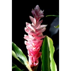 Alpinia Purpurata Rosa - MC - 305